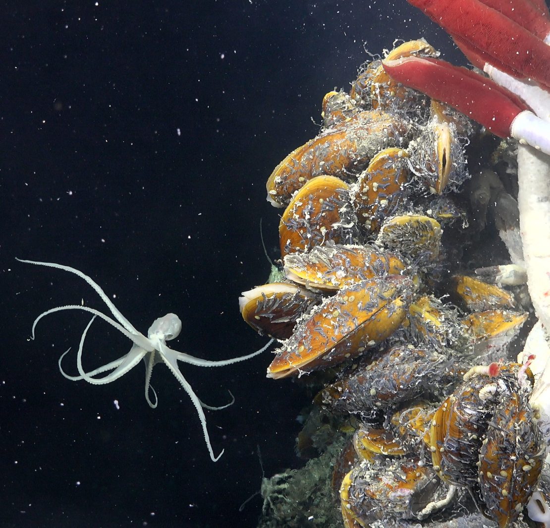 Scientists Find Whole New Ecosystem Thriving In Deep Sea - Springtide ...