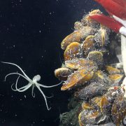 New ecosystem discovered thriving beneath Earth's seafloor