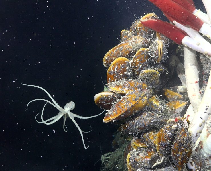 New ecosystem discovered thriving beneath Earth's seafloor