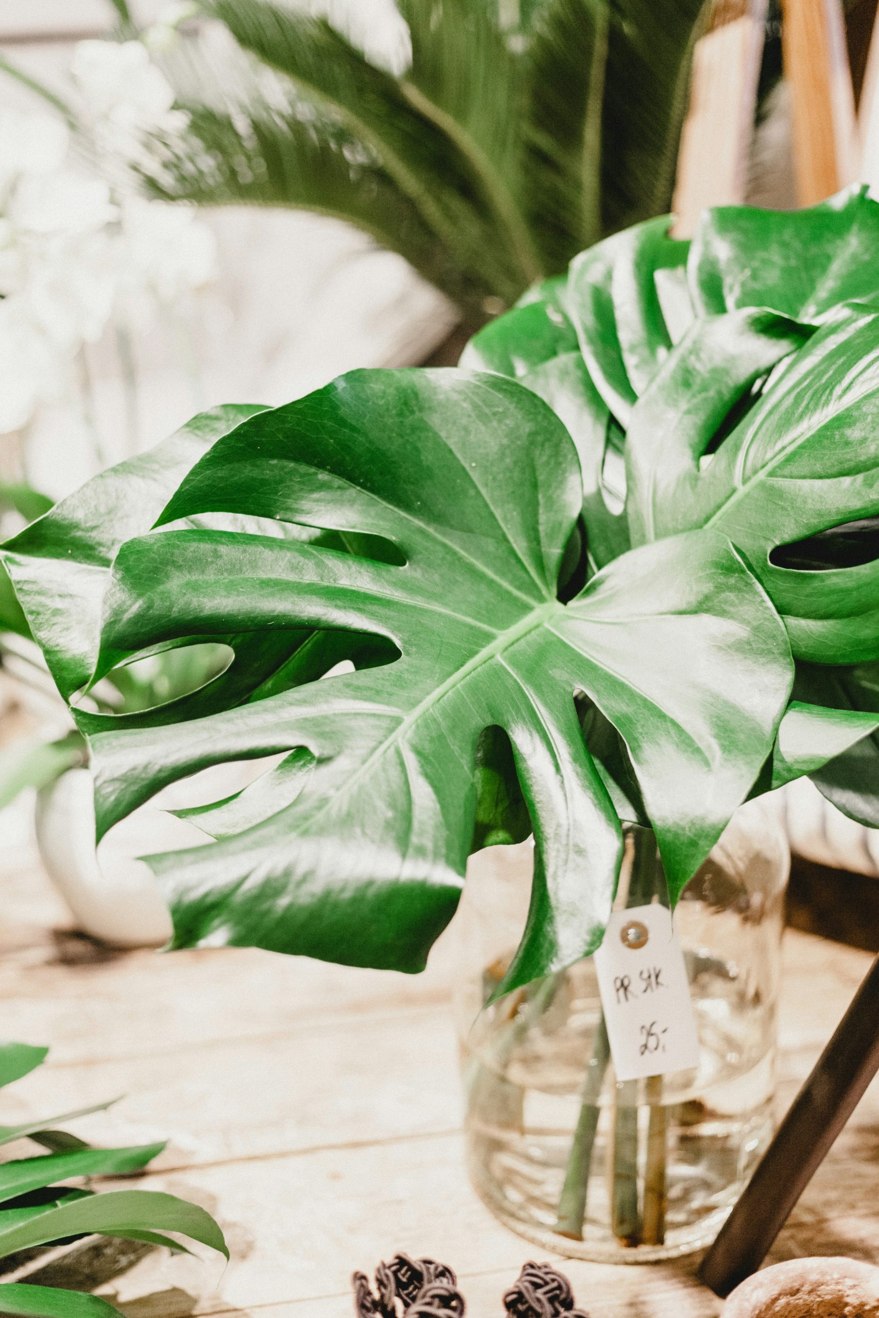 Monstera Deliciosa: Common Houseplant, Internet Trend, and a Decor  Obsession for Gen Z and Millennials - Springtide Magazine